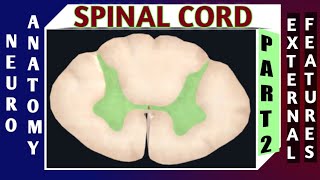 SPINAL CORD : Part-2