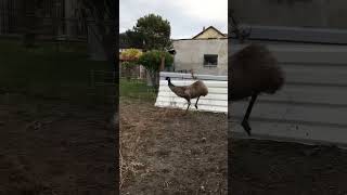 Emu in backyard