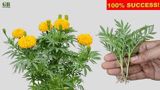 Super Easy Method To Grow Marigold Plant From Cuttings | Tagetes Erecta Propagation