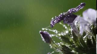 Beautiful delicate flowers in water in the rain 1