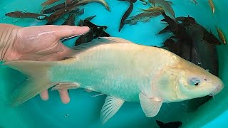 A Lot Of Fish Carp Bumblebee Catfish Snakehead Perch Ranchu Goldfish Cute Pets animals Videos