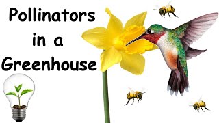 Pollinators in a Greenhouse including Bees