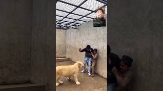 Lion Funny video #lion #shorts #animals