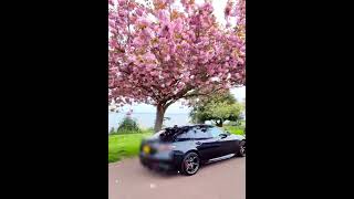 Alfa Romeo Giulia in UK and cheering Sakura/cherry blossom season.