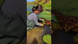 Edible Plant Series - Prickly Waterlily l PlantFactory