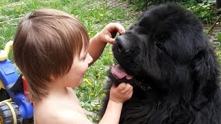 VLOG  Russian traditions. We are walking a bear. Русские традиции. Выгуливаем медведя.