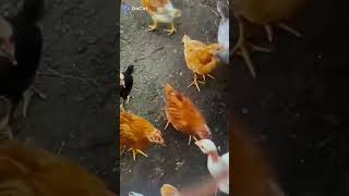 many chickens