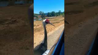 white-naped crane @Mudita-RH2809