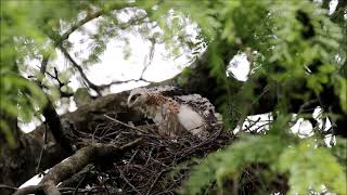 Coopers Hawks, Toronto, 06/22/21