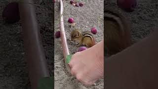 Baby chipmunk abandoned on sidewalk...