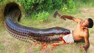 Primitive technology - Easy Snake Trap Using Plant Catch Big Snake in Hole #snaketrap