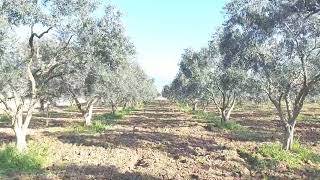 zeytin bordo bulamacı uygulaması ve bakım