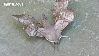 Grand papillon de nuit posé sur les quais du RER A Noisy - Champs le 31 mai 2023