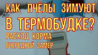 Зимовка пчёл. Снова замеряем расход корма. Есть ли расплод в пчелосемьях.