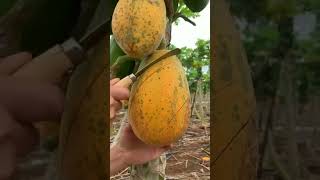 beautiful ripe papaya🍒🍎🍎🥭 nature sound # short video....