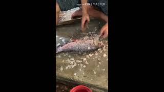 Live Rui Fish cutting in Local market