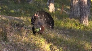 Tiurleik i Mykland april 2016. Capercaillie display in Mykland, Norway