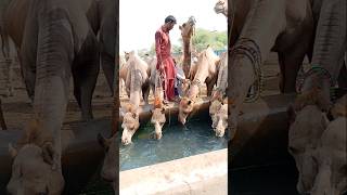 سوق الإبل الشهري #ytshorts #camel #drinkingwater #shorts #camellove #camelfarm #camelmarket