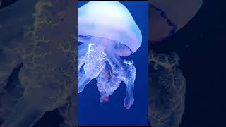 Relaxing Music with Nature. Feel the calmness of the jellyfish #shorts