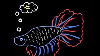 Stellar Populations and the HR Diagram (Explained Through a Betta Fish)