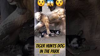 Tiger hunts the dog in the park #shorts #animals #lion #animalswithcameras #tigertime #animalover