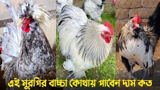 শৌখিন বা বিদেশি মুরগির বাচ্চা কোথায় পাবেন দাম কেমন || Fancy Chicken || Nur Bhai