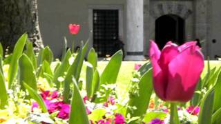 Tulips in Topkapi palace 2