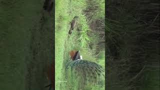 Peacock🦚 Dance💃🕺❤ #peacock #peacockdance #peacocks #dance #birds #beautiful #shortsfeed #ytshorts