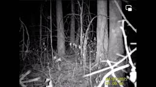 Peeping BIGFOOT - Night Vision Camera #bigfoot #youtube #shortvideo #creepy #paranormal #scary #wow