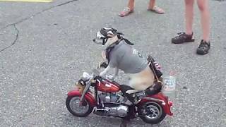 Tough Motorcycle Riding Chihuahua