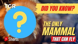 Fact About Mammals | A Mammal That Can Fly | #ShortVideo 009