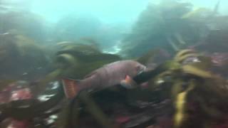 Clint Walker La Jolla Cove Scuba Dive 8 3  2013