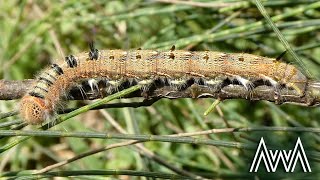 AwA She-Oak Moth Caterpillar with Guest Appearance by Rose (Pernattia pusilla)