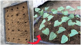 #81 How to grow cove beans to germinate quickly and not to rot