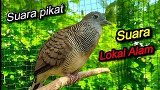 Perkutut Lokal alam GACOR