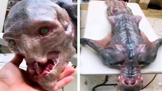 Scientists Finally Found An Alien : See What Happened Next...