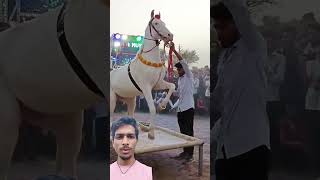 Dj pe horse dance 🐎 🕺 #shortvideo #shorts