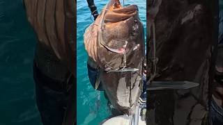 Have you ever seen a tiger grouper before? 🐯🐅 #shorts #fyp #subscribe #youtube #spearfish #bahamas