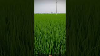 #nature #paddyfield #paddy #youtubeshorts ##shorts