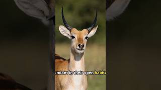 Antelopes are noted for their beauty, grace, and speed in running. #antelopes #animals