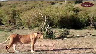 Lion Roaring and Feeding Time - Ol Kinyei Conservancy, Maasai Mara