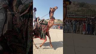 a good dancing camel