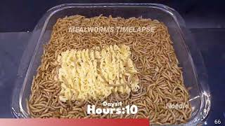 6 Unconventional Foods Devoured by Mealworms(27 Days Time-lapse Video In 3 Min)