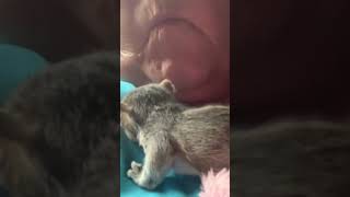 Milty the Rescued Baby Squirrel Snuggles 1