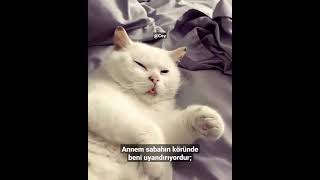 Annem sabahın köründe beni uyandırıyordur; #short #shorts #viral #tiktok #cute #cat #cats #funny