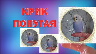 КРИК ПОПУГАЯ! Попугай громко кричит! Злой попугай! Молли показывает недовольство или ругается?