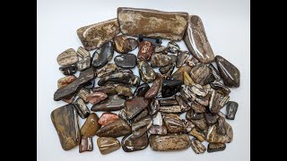 Tumbled Petrified Wood (Texas)