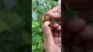 களாக்காய் | Kalakai | Koranda #fruit #chennai #sour #summer #season #healthy