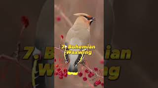 Top 10 Beautiful Birds In The World 🥀❤️#youtubeshorts #shorts #viral