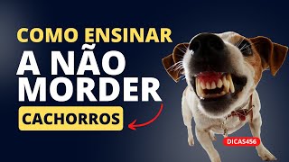 Dica pet: COMO ENSINAR O CÃO A NÃO MORDER